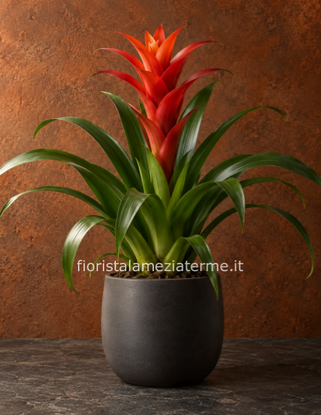 Pianta di guzmania. Il prezzo è senza vaso.