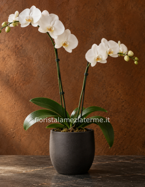Pianta di phaleonopsis bianca
