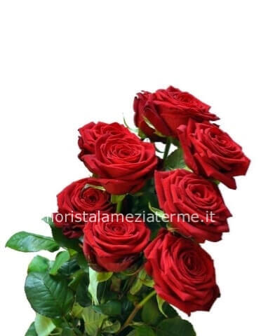 rose rosse stelo lungo