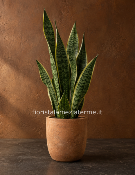 Pianta di sansevieria