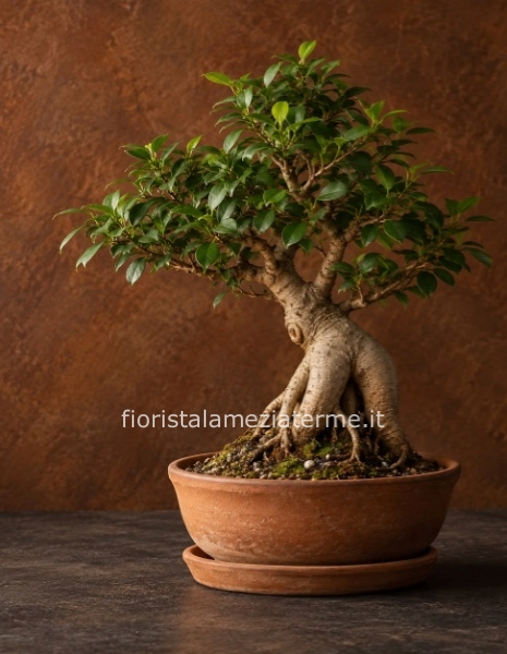 Pianta bonsai, varietà ficus